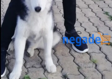 1-3 Month Female Mixed Breed Siberian Husky
